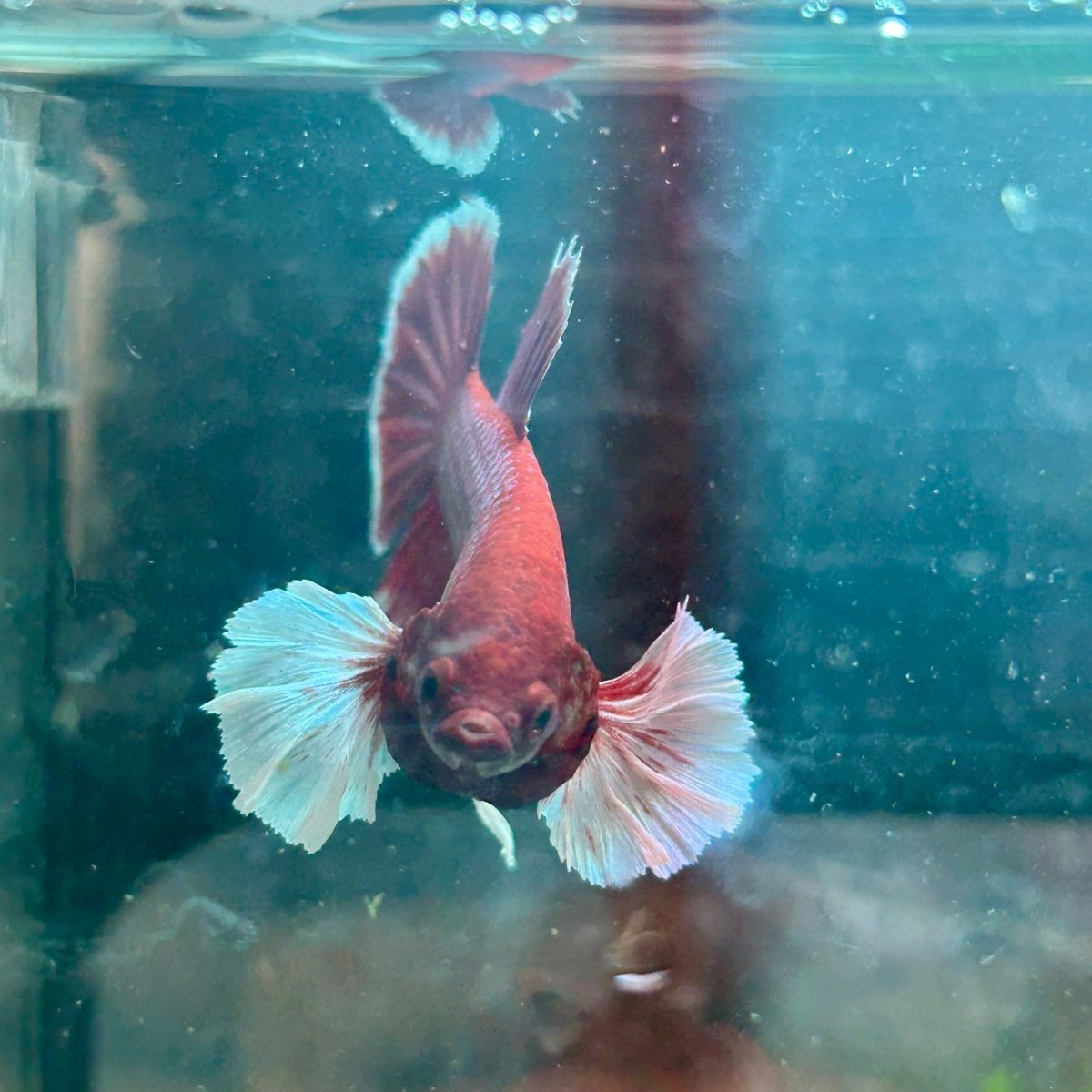 Betta Male Dumbo Plakat Lavender 068