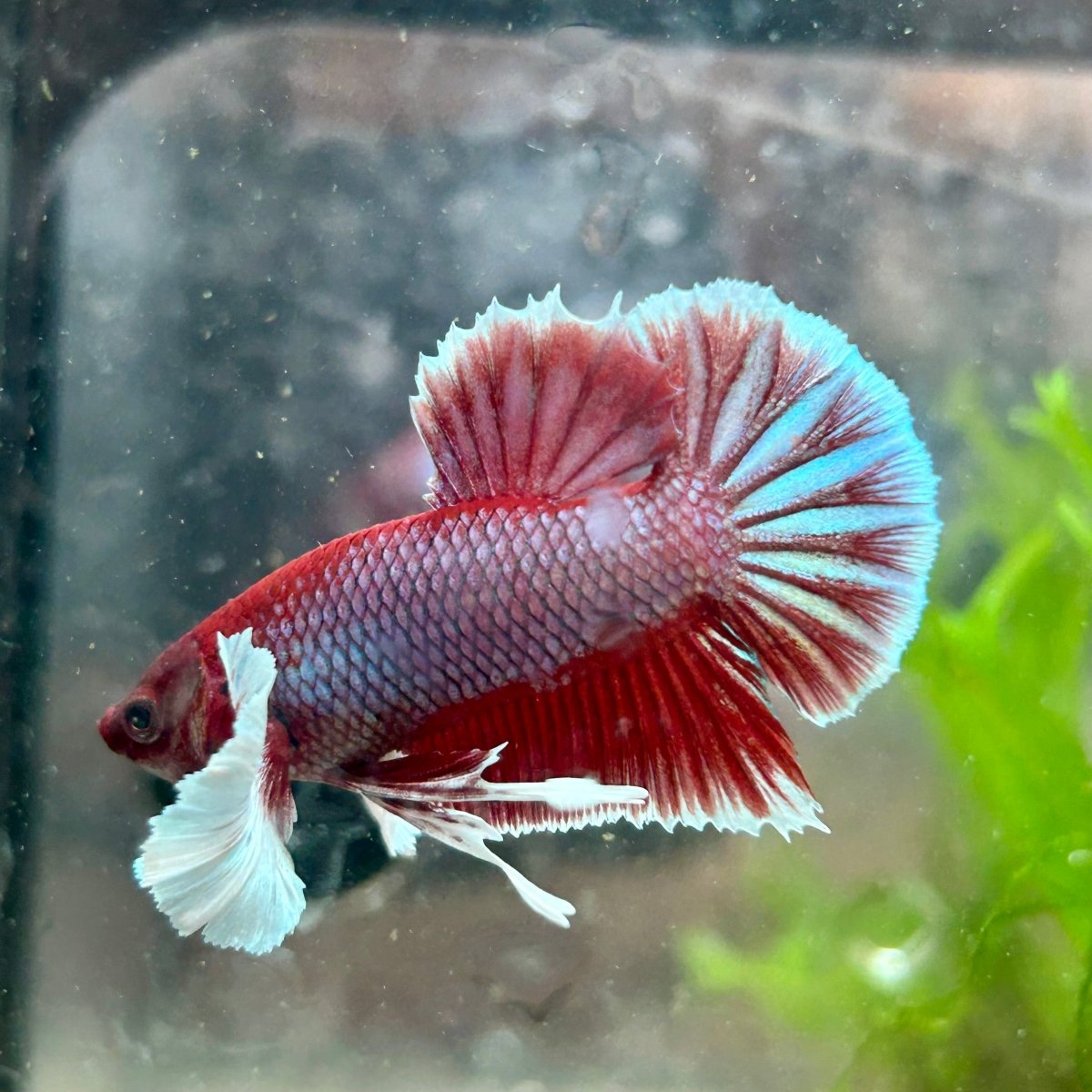 Betta Male Dumbo Plakat Lavender 068