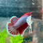 Betta Male Dumbo Plakat Lavender 068