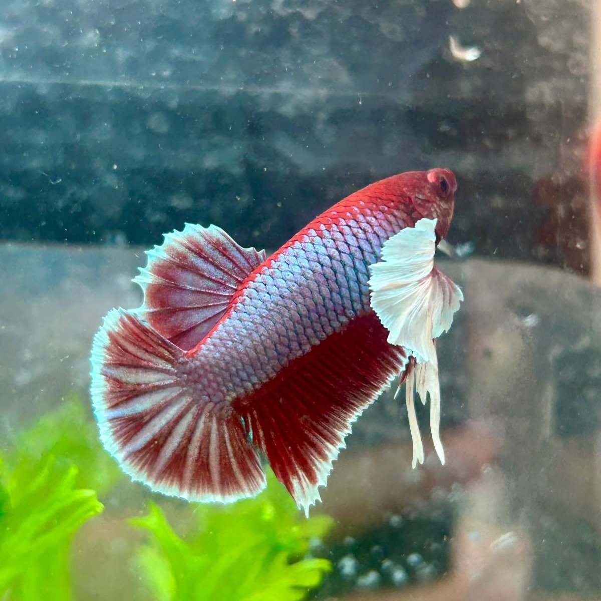 Betta Male Dumbo Plakat Lavender 068
