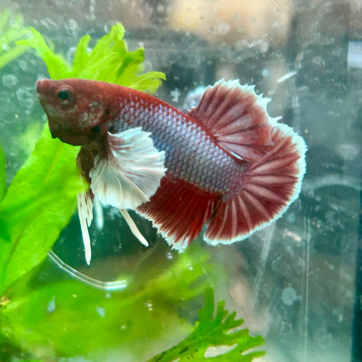 Betta Male Dumbo Plakat Lavender 068