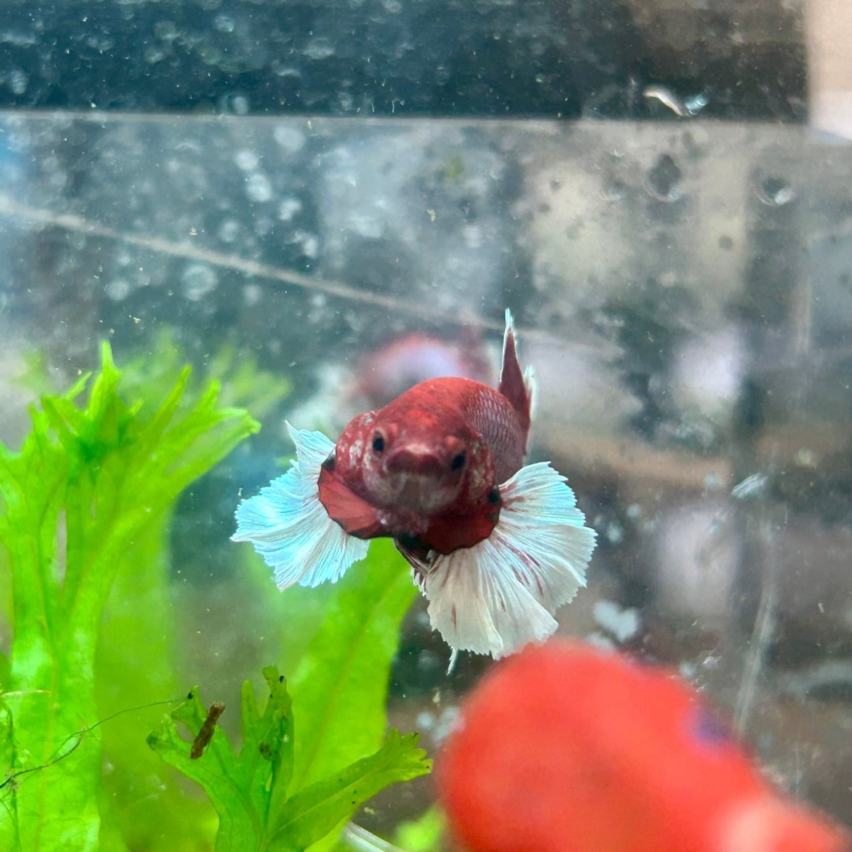 Betta Male Dumbo Plakat Lavender 068