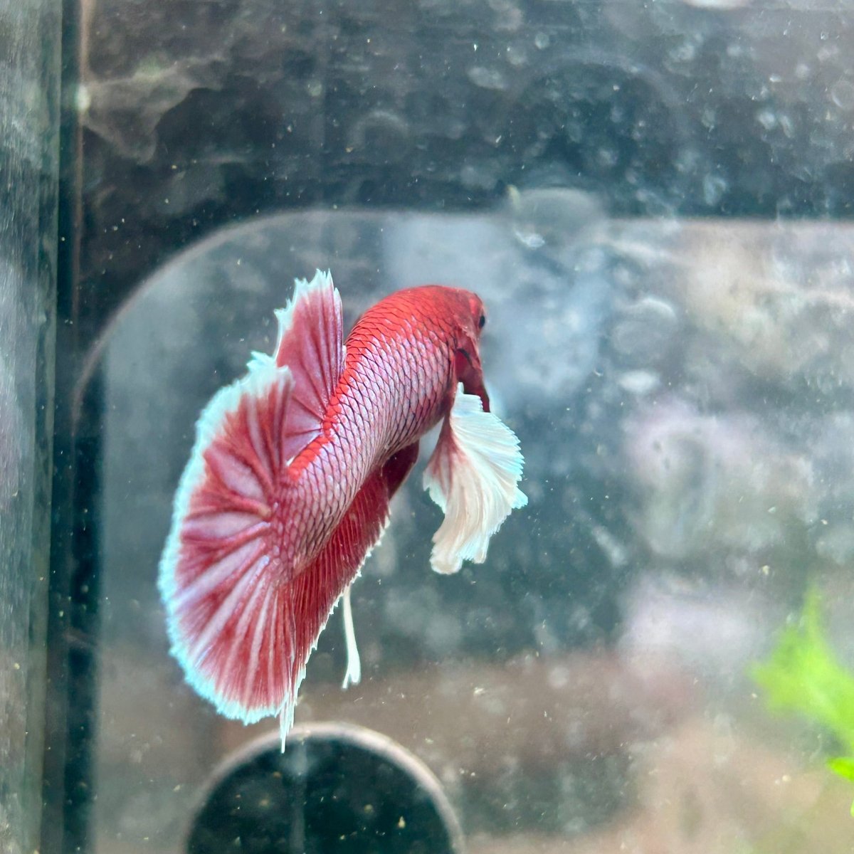 Betta Male Dumbo Plakat Lavender 068