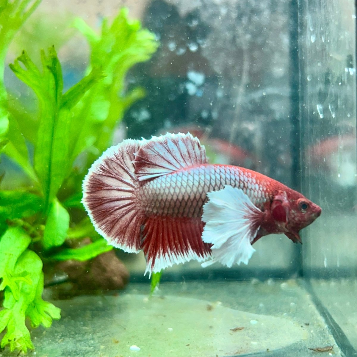 Betta Male Dumbo Plakat Lavender 108