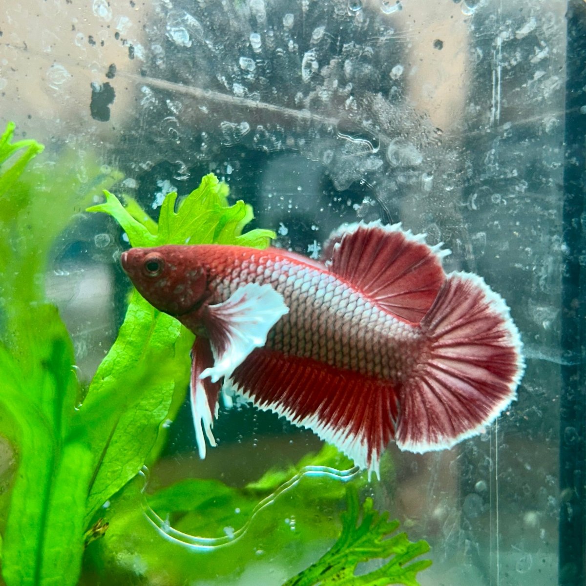 Betta Male Dumbo Plakat Lavender 108
