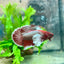 Betta Male Dumbo Plakat Lavender 108