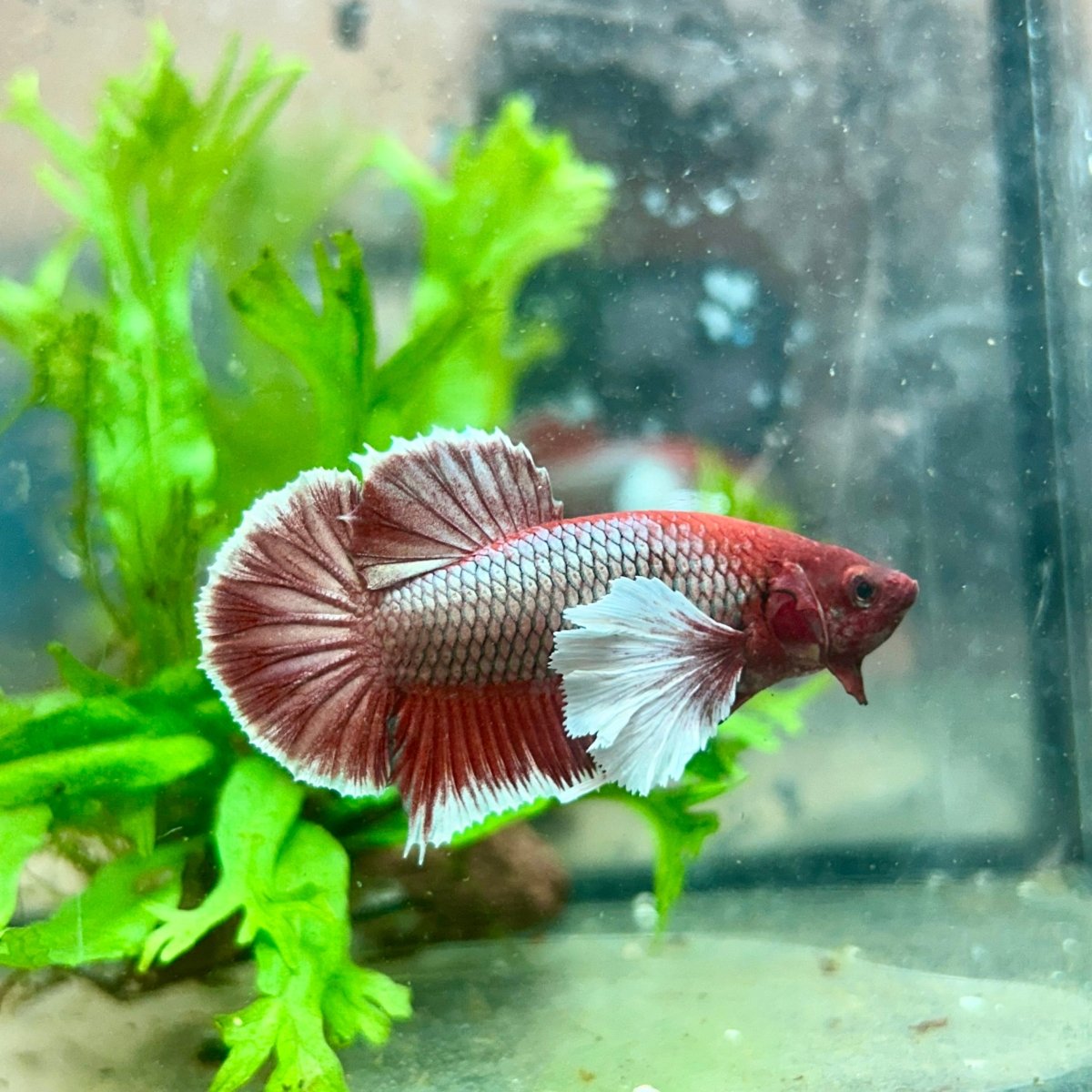 Betta Male Dumbo Plakat Lavender 108
