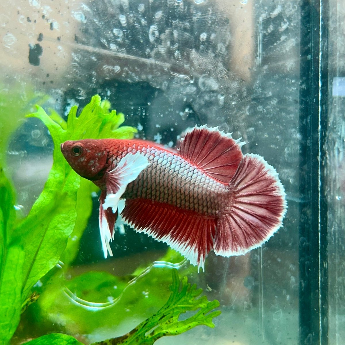 Betta Male Dumbo Plakat Lavender 108