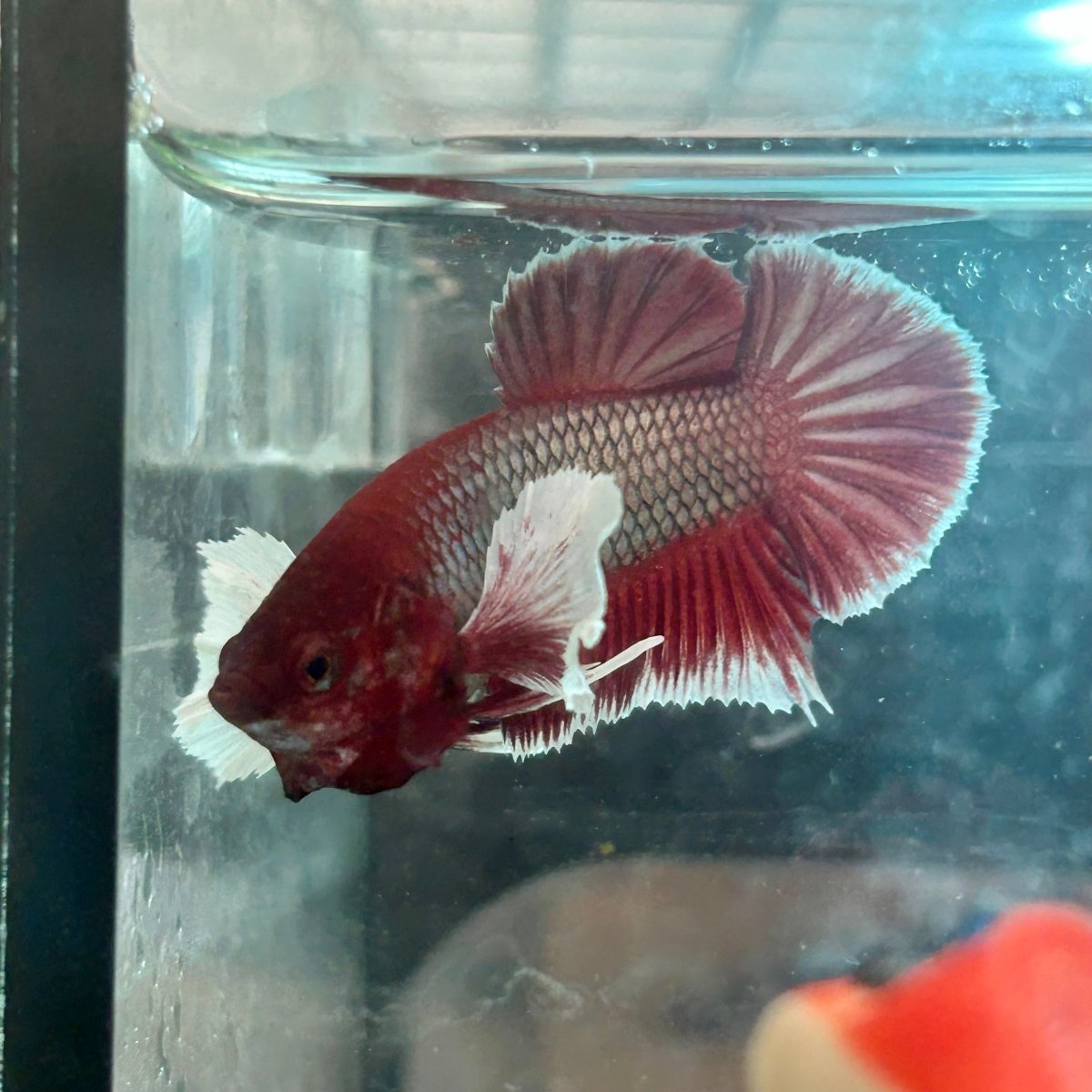 Betta Male Dumbo Plakat Lavender 108