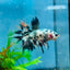 Betta Male Halfmoon Copper Koi A17