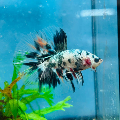 Betta Male Halfmoon Copper Koi A17