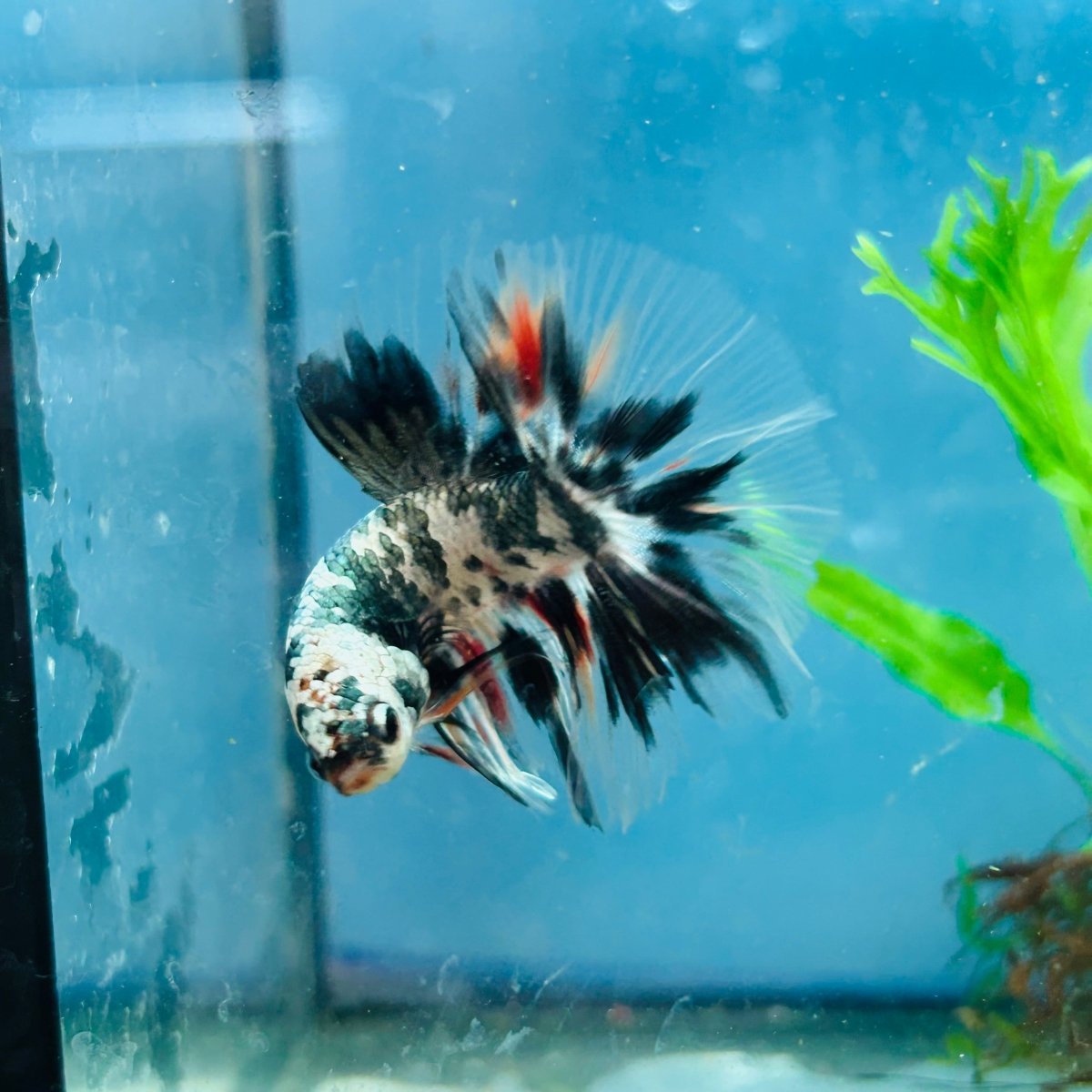 Betta Male Halfmoon Copper Koi A17
