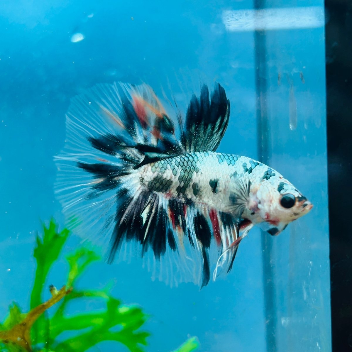 Betta Male Halfmoon Copper Koi A17