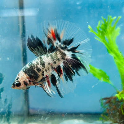 Betta Male Halfmoon Copper Koi A17
