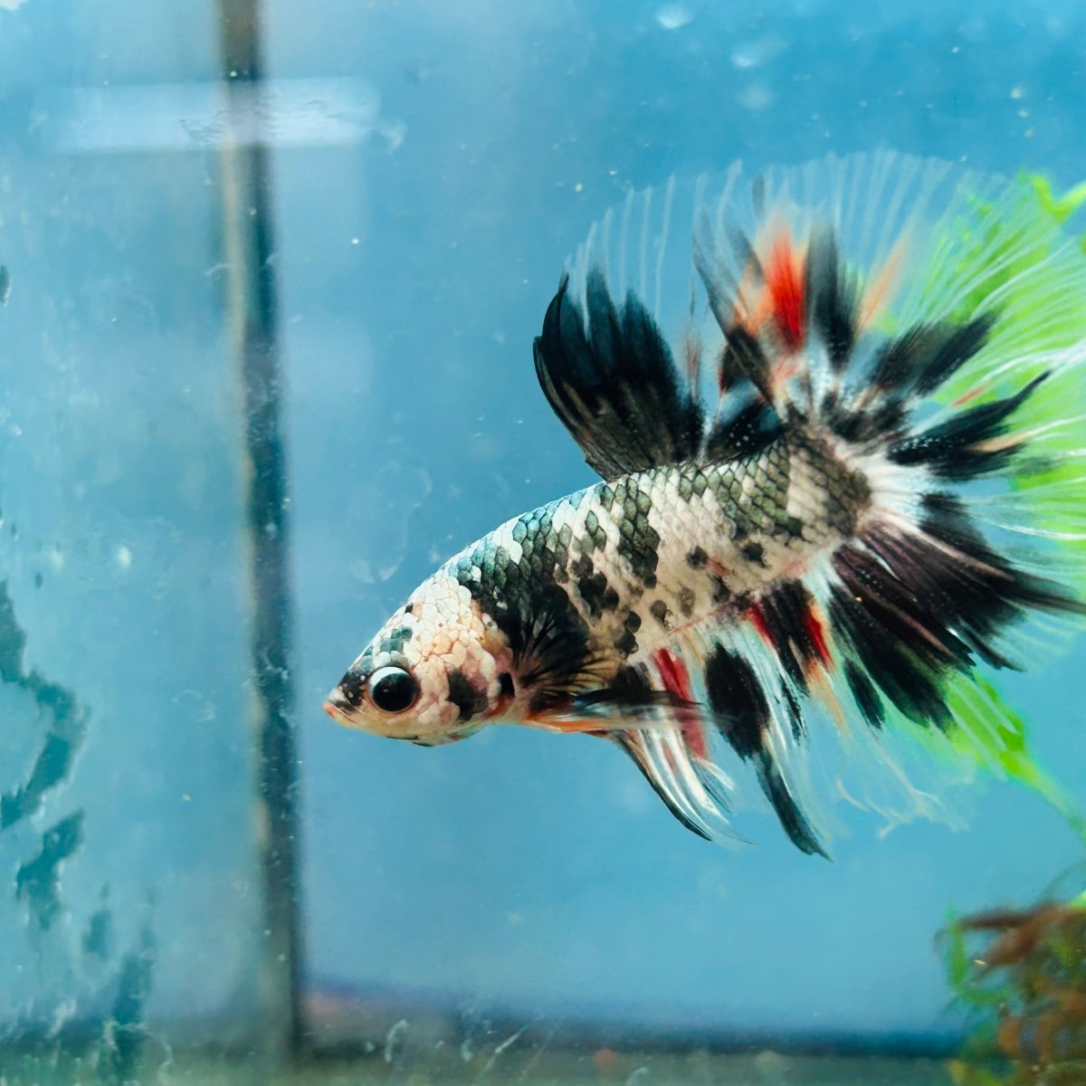 Betta Male Halfmoon Copper Koi A17