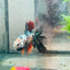 Betta Male Halfmoon Multicolor Koi 154