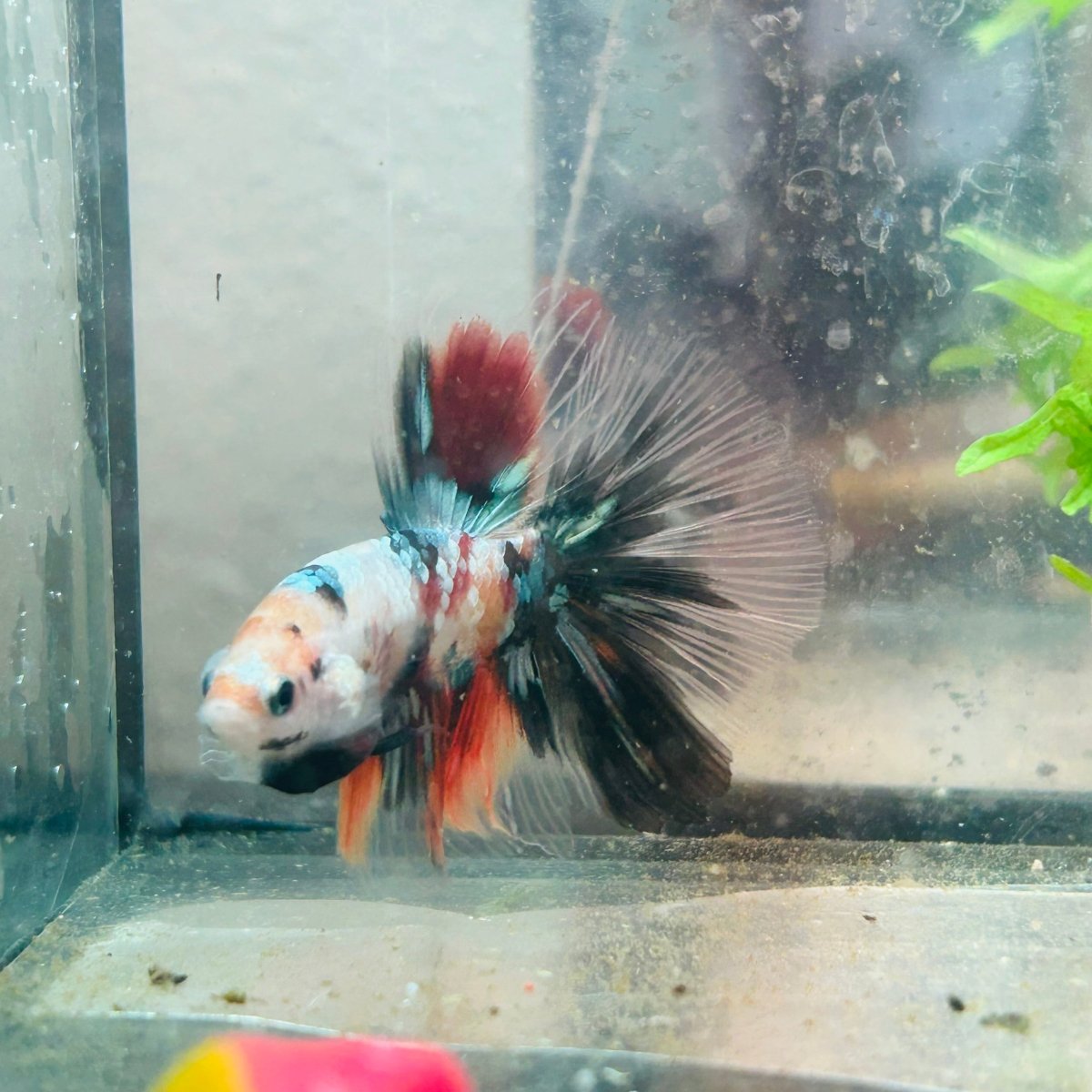 Betta Male Halfmoon Multicolor Koi 154