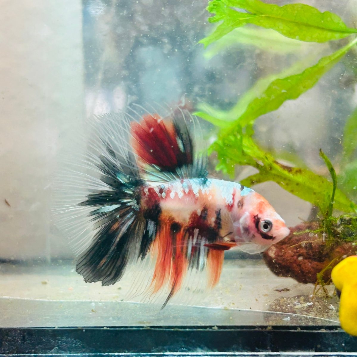 Betta Male Halfmoon Multicolor Koi 154
