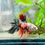 Betta Male Halfmoon Multicolor Koi 154