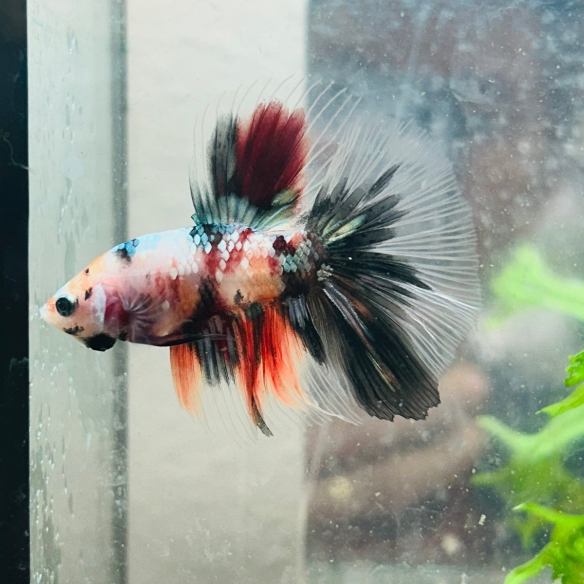 Betta Male Halfmoon Multicolor Koi 154