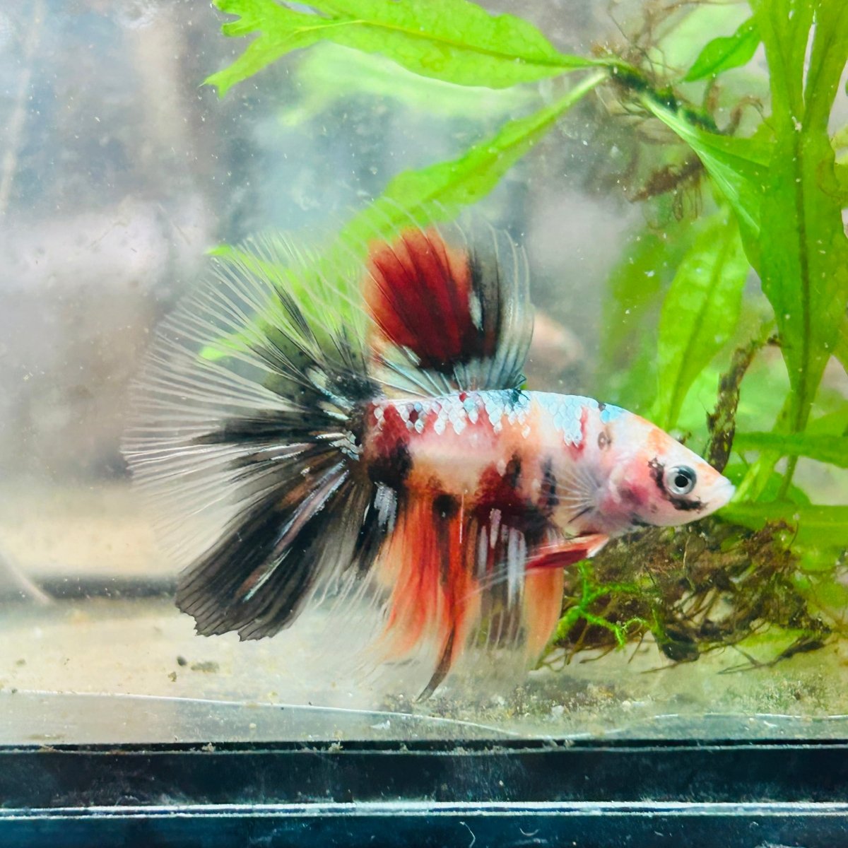 Betta Male Halfmoon Multicolor Koi 154
