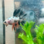 Betta Male Halfmoon Multicolor Koi A19