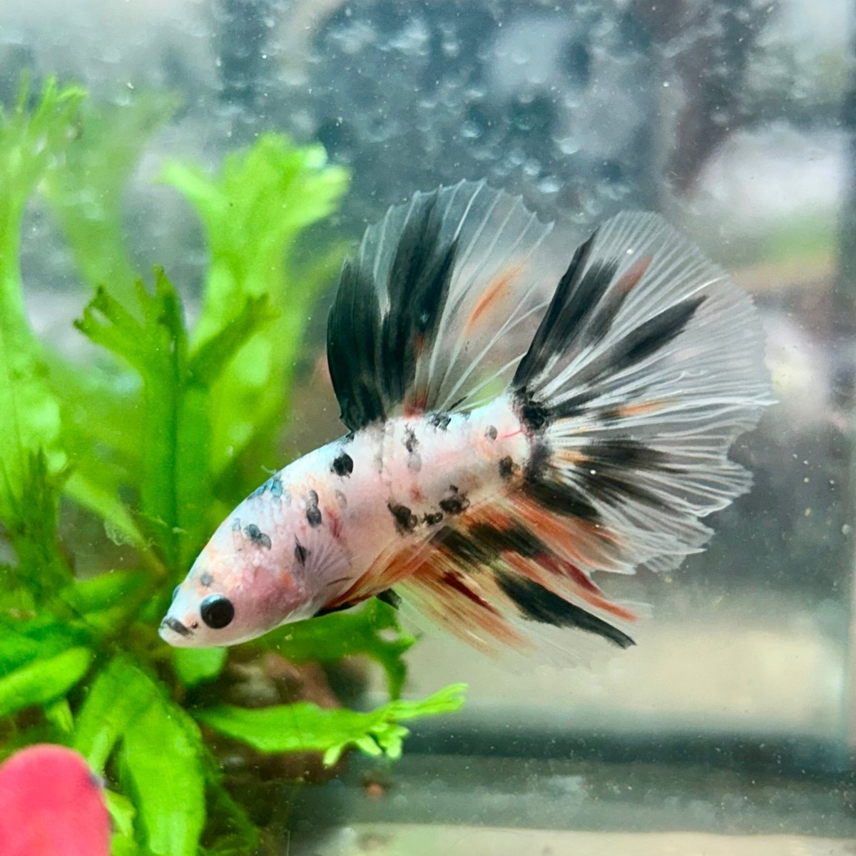 Betta Male Halfmoon Multicolor Koi A19