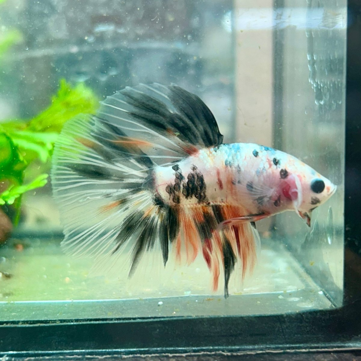 Betta Male Halfmoon Multicolor Koi A19