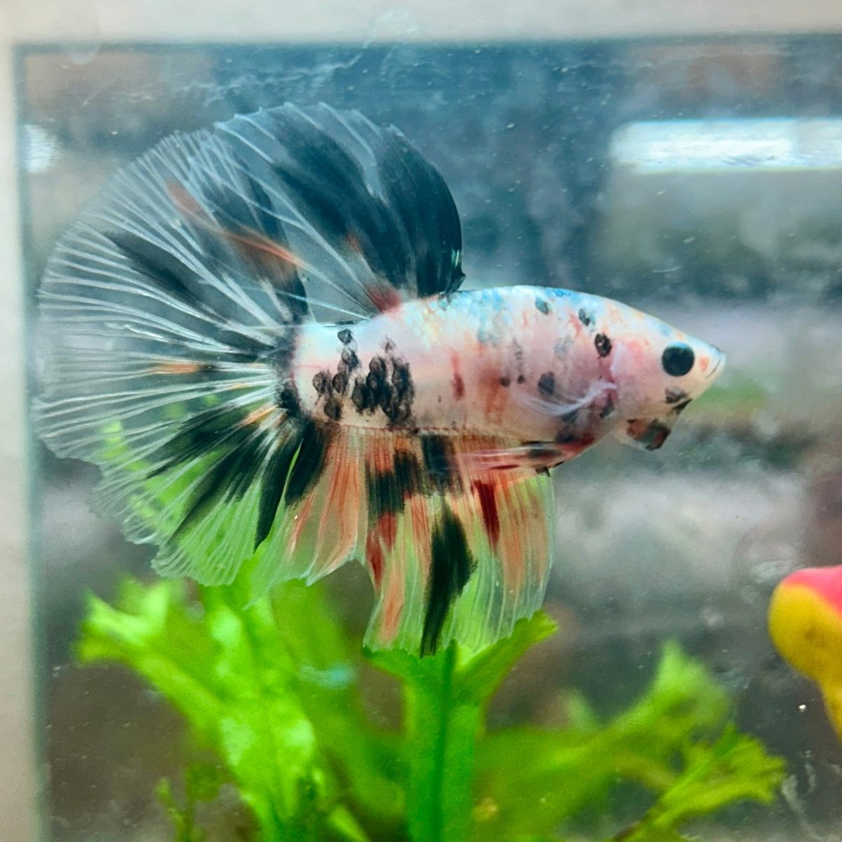 Betta Male Halfmoon Multicolor Koi A19