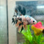 Betta Male Halfmoon Multicolor Koi A19