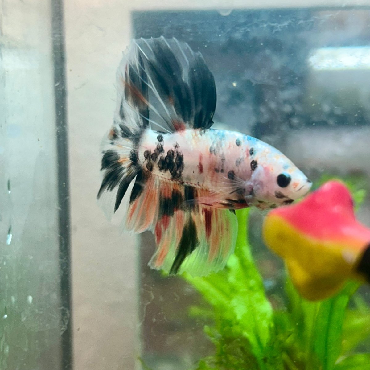 Betta Male Halfmoon Multicolor Koi A19