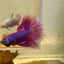 Betta Male Halfmoon Purple Pink 065