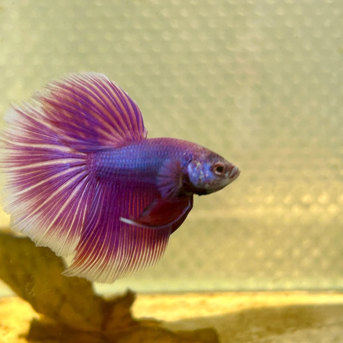 Betta Male Halfmoon Purple Pink 065