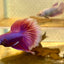 Betta Male Halfmoon Purple Pink 065