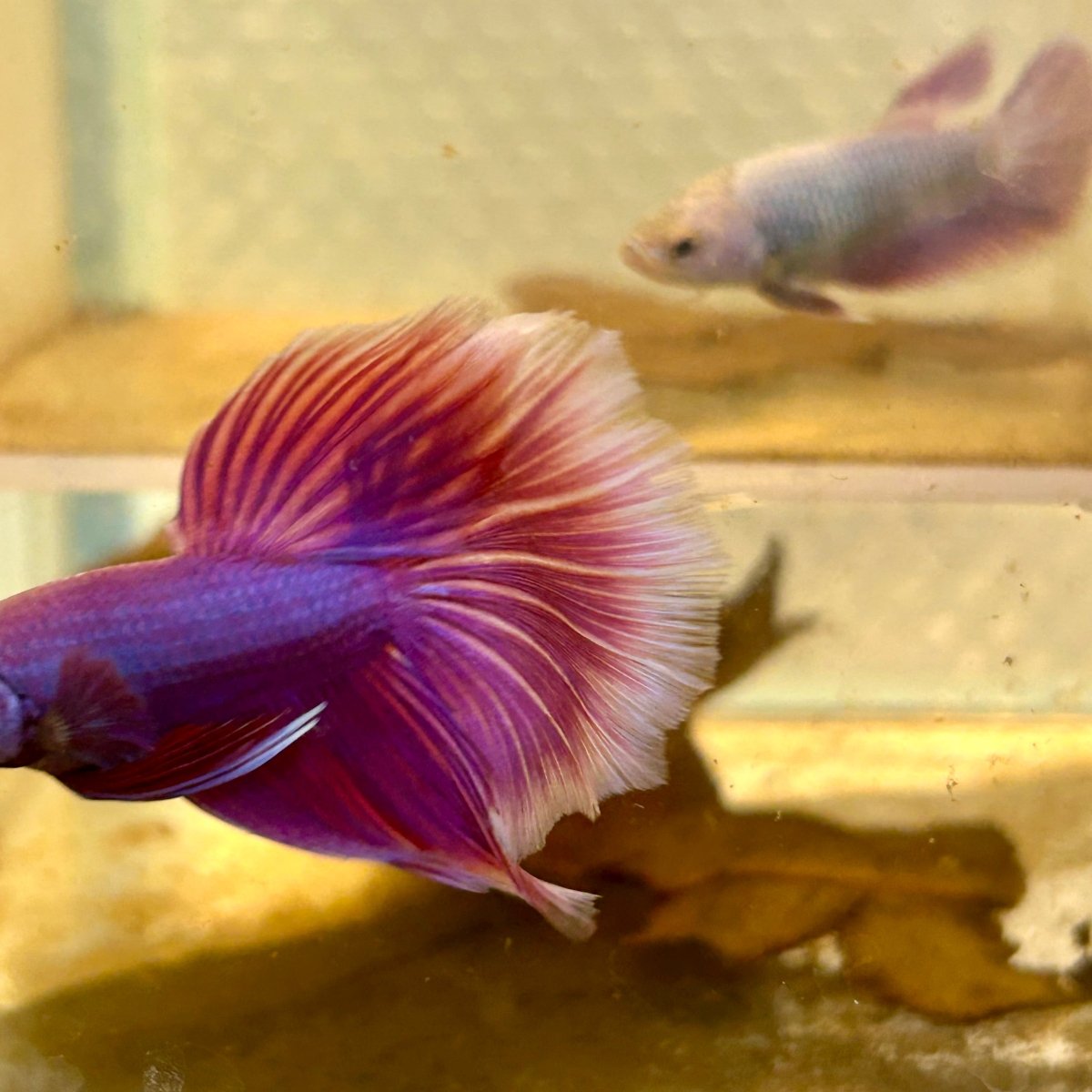 Betta Male Halfmoon Purple Pink 065