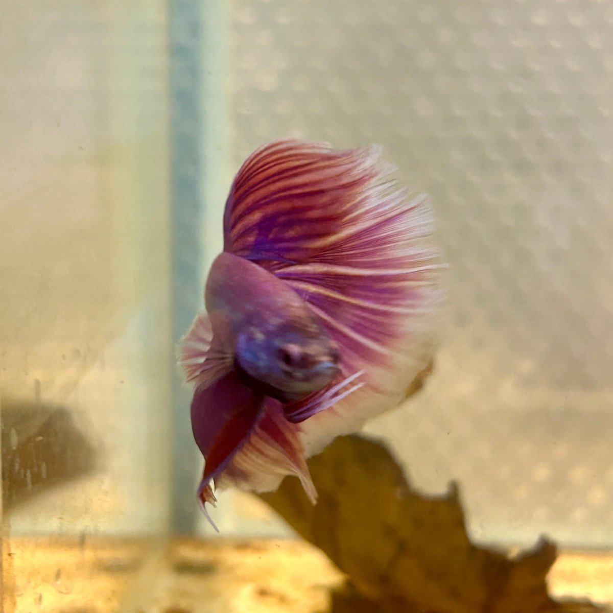 Betta Male Halfmoon Purple Pink 065