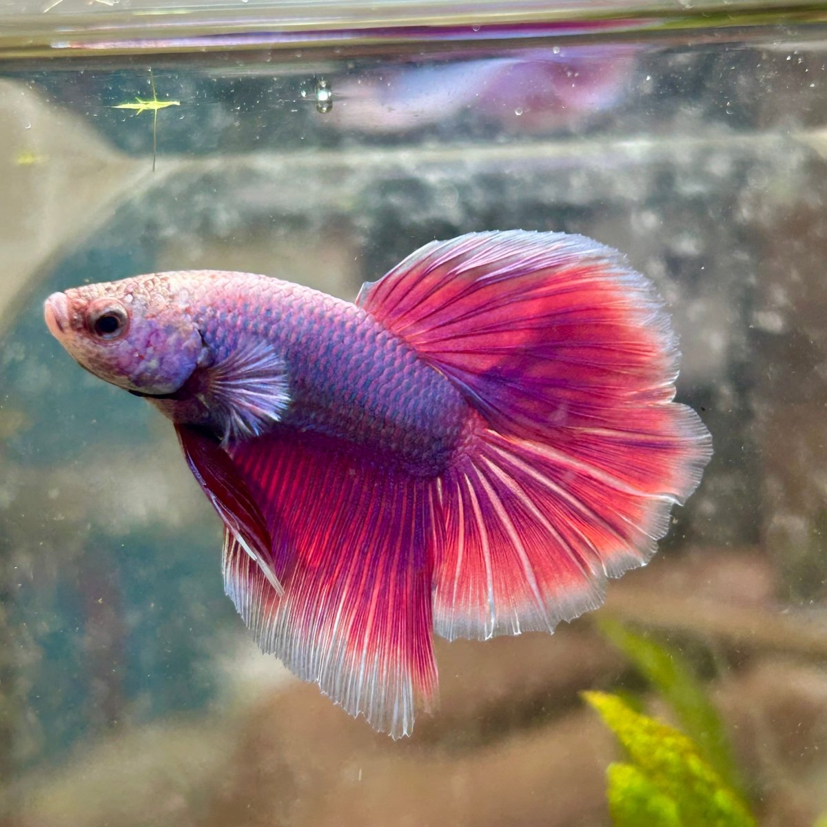 Betta Male Halfmoon Purple Pink 067