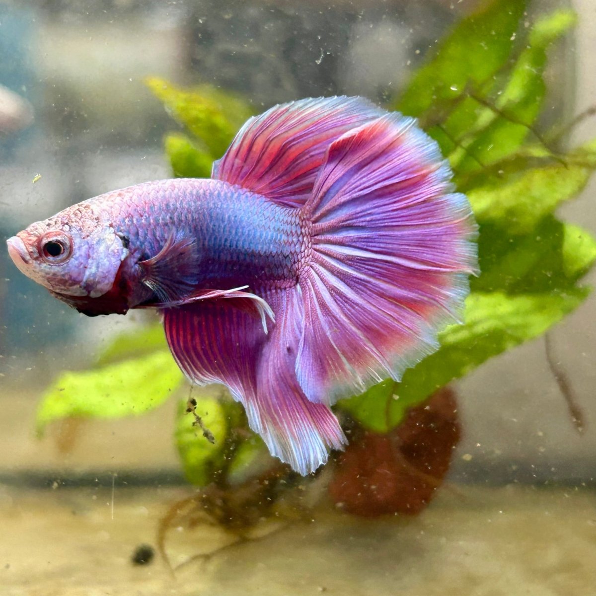 Betta Male Halfmoon Purple Pink 067