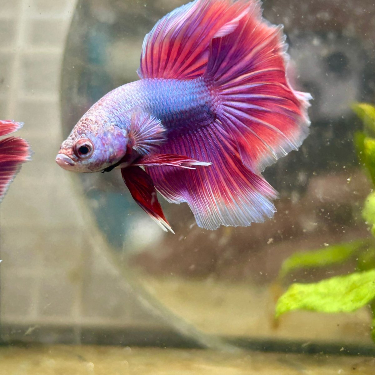 Betta Male Halfmoon Purple Pink 067