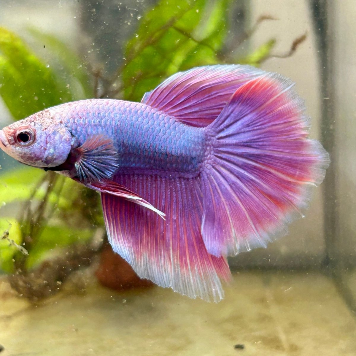Betta Male Halfmoon Purple Pink 067