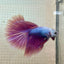 Betta Male Halfmoon Purple Pink 131