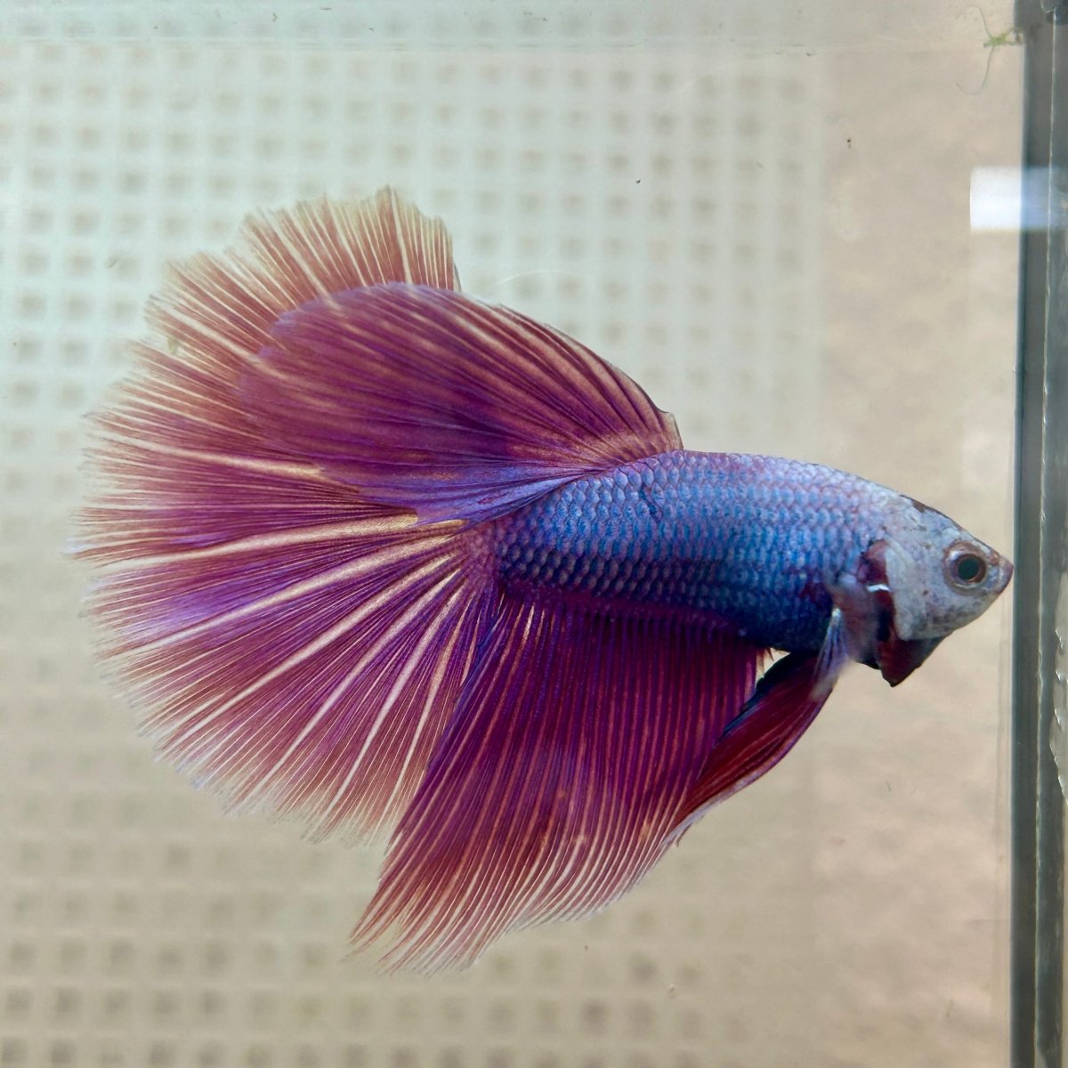 Betta Male Halfmoon Purple Pink 131