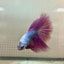 Betta Male Halfmoon Purple Pink 131