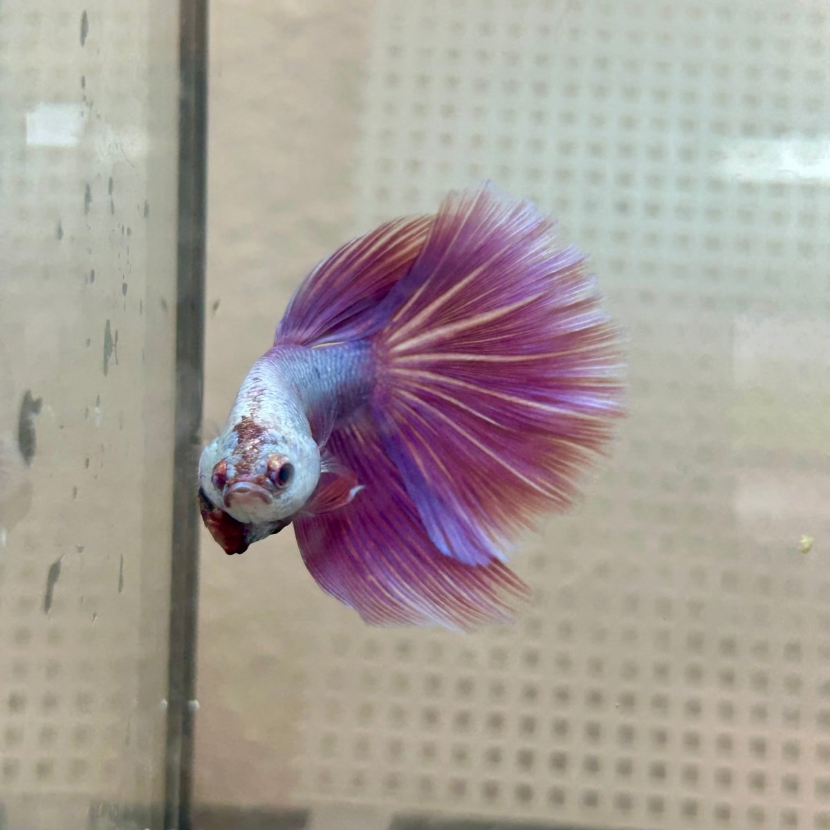 Betta Male Halfmoon Purple Pink 131