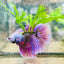 Betta Male Halfmoon Purple Pink 138