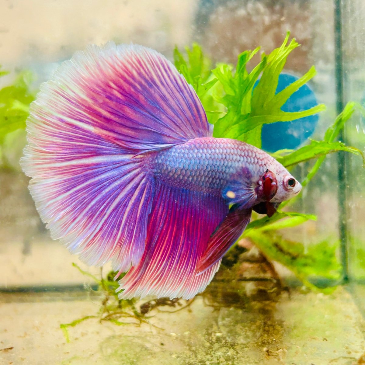 Betta Male Halfmoon Purple Pink 138