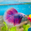 Betta Male Halfmoon Purple Pink 138