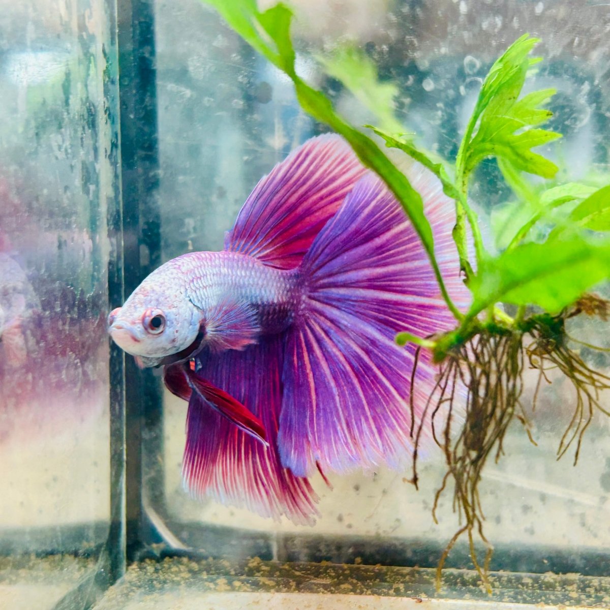 Betta Male Halfmoon Purple Pink 138