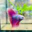 Betta Male Halfmoon Purple Pink 138
