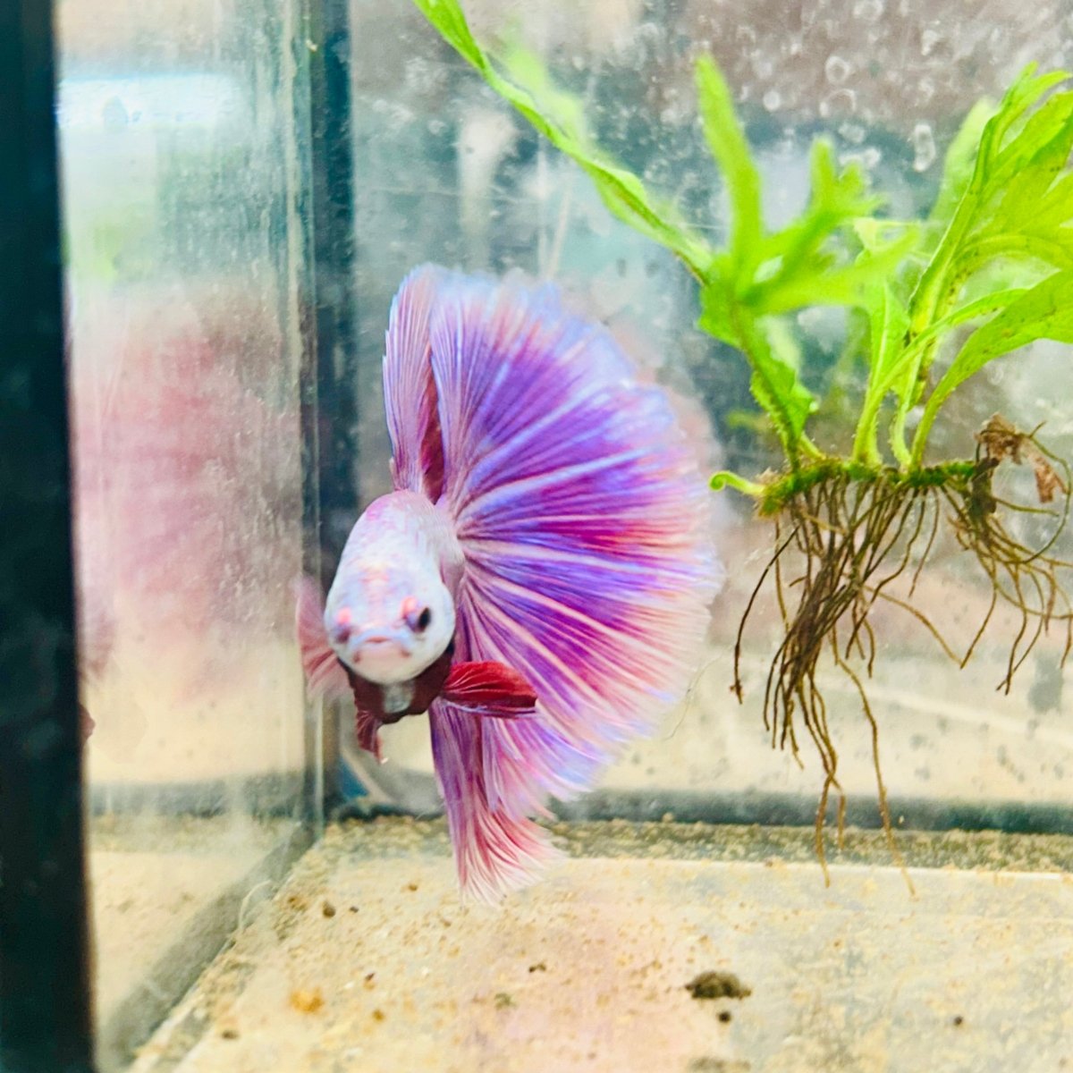 Betta Male Halfmoon Purple Pink 138